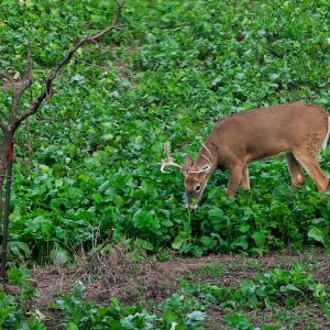 Preventing Food Plot Failure