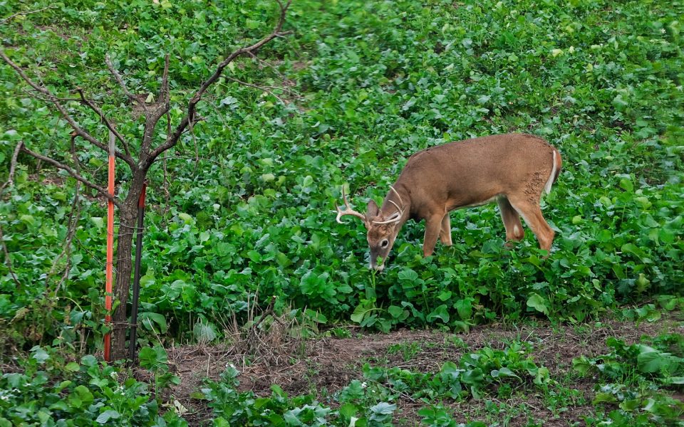 buck feeding on biologic brassicas