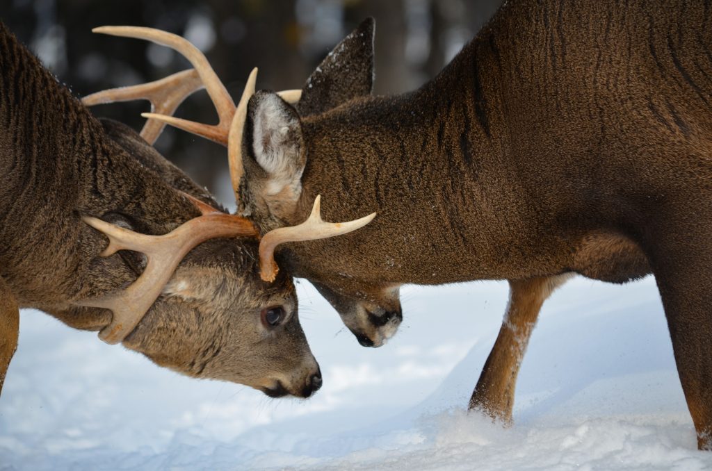 whitetail bucks fighting