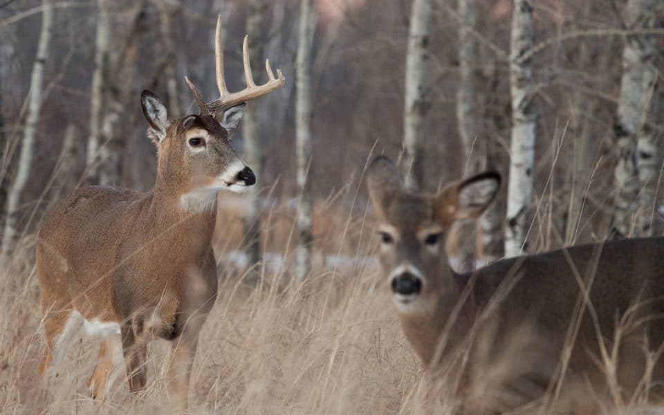 Buck with only one side of his antlers