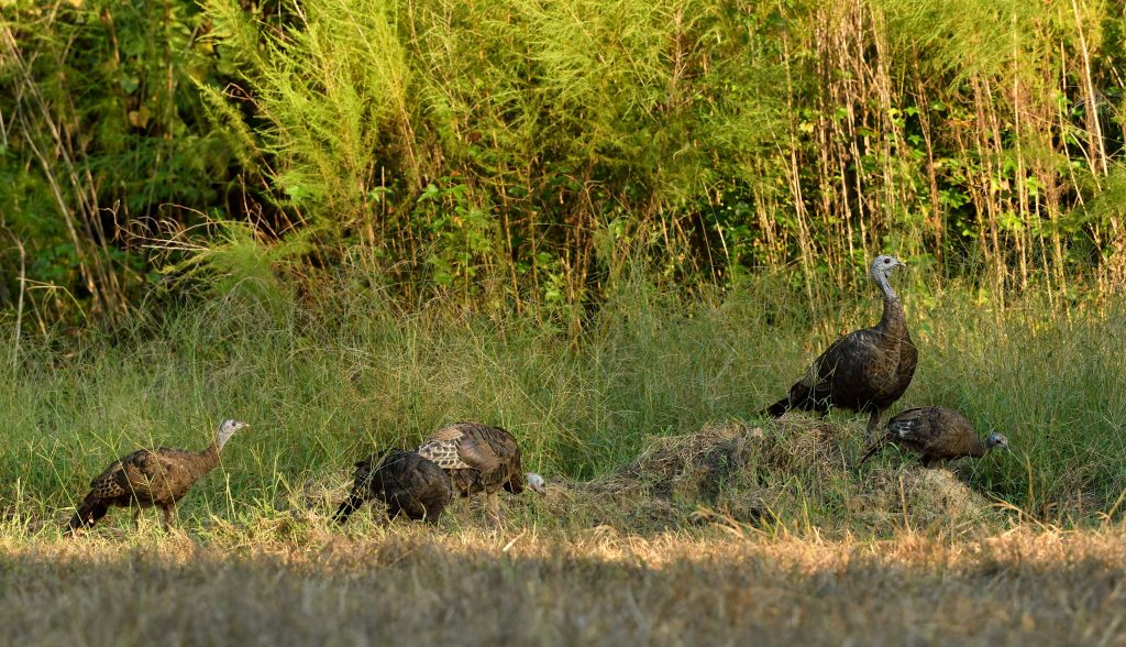 wild-turkey-with-poults