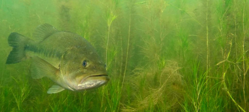 largemouth bass