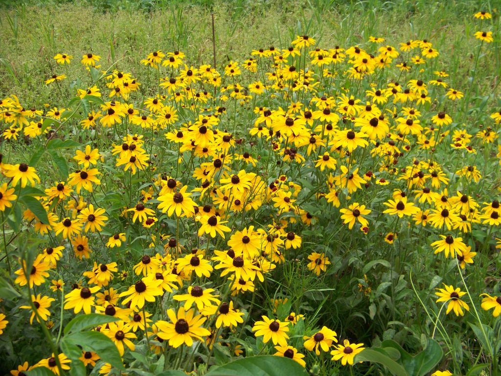 black-eyed susans