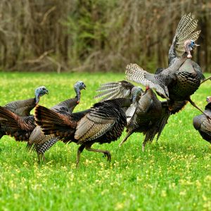 Understanding Wild Turkeys: A Closer Look