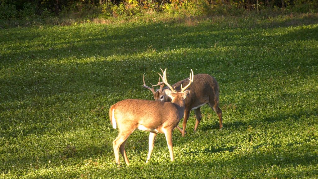 bucks in a clover food plot