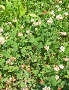 clover food plot