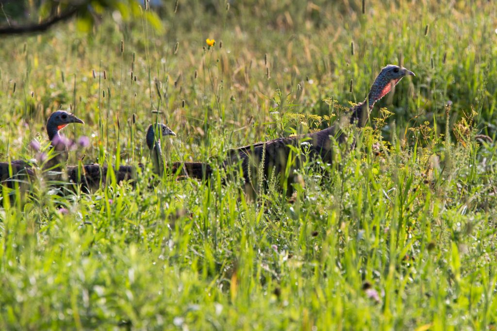 hen-and-poults-in-wildflowers