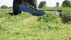 mowing a clover food plot