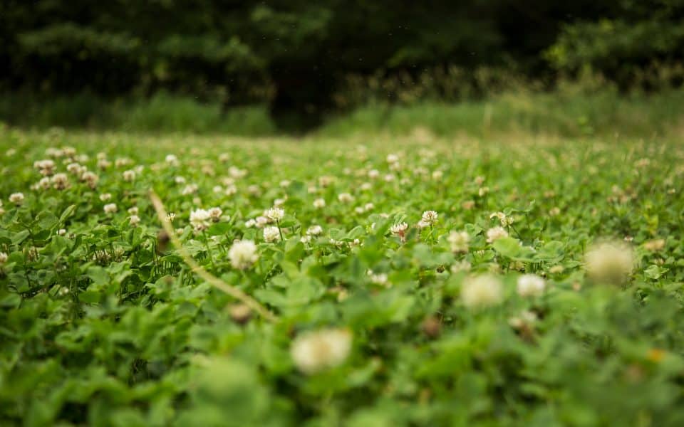 clover food plot