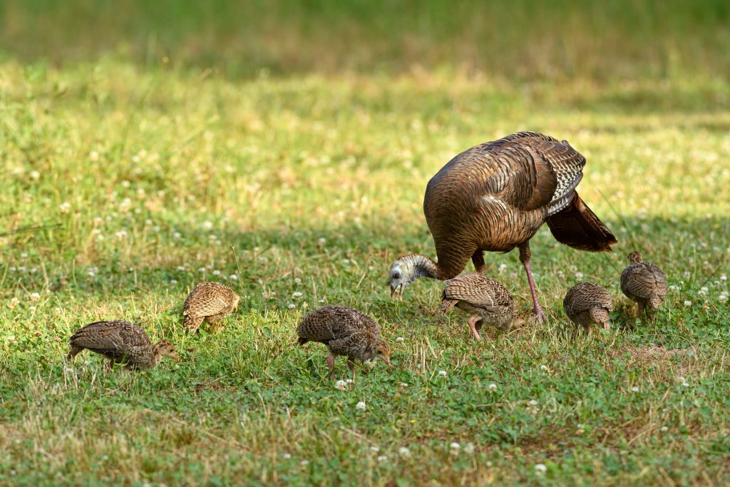 turkeys in a clover food plot