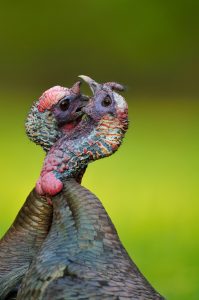 wild-turkeys-fighting