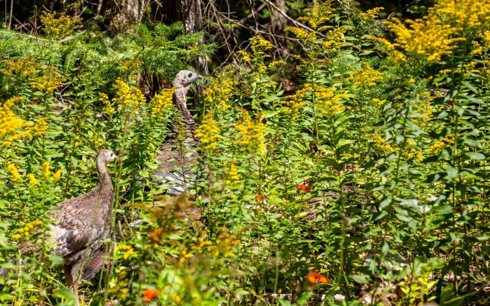 wild turkeys in a wildflower plot