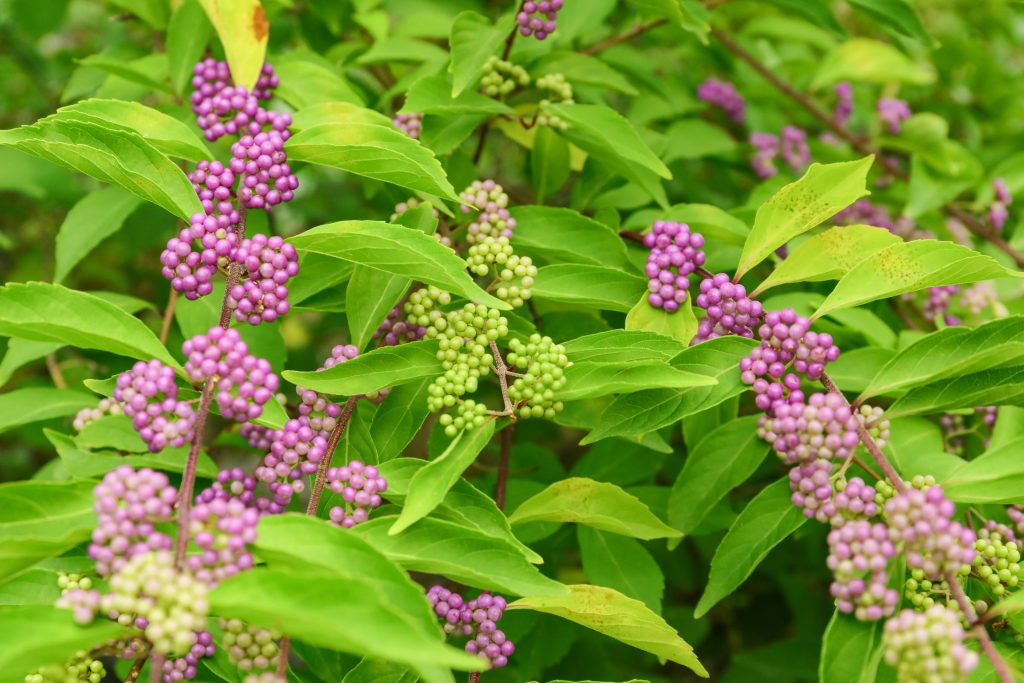 Beautyberry