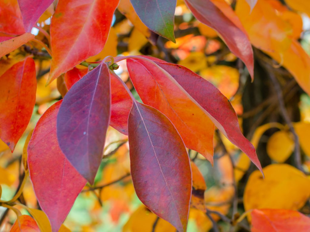 Blackgum