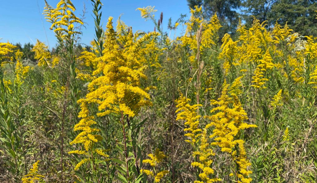 Goldenrod