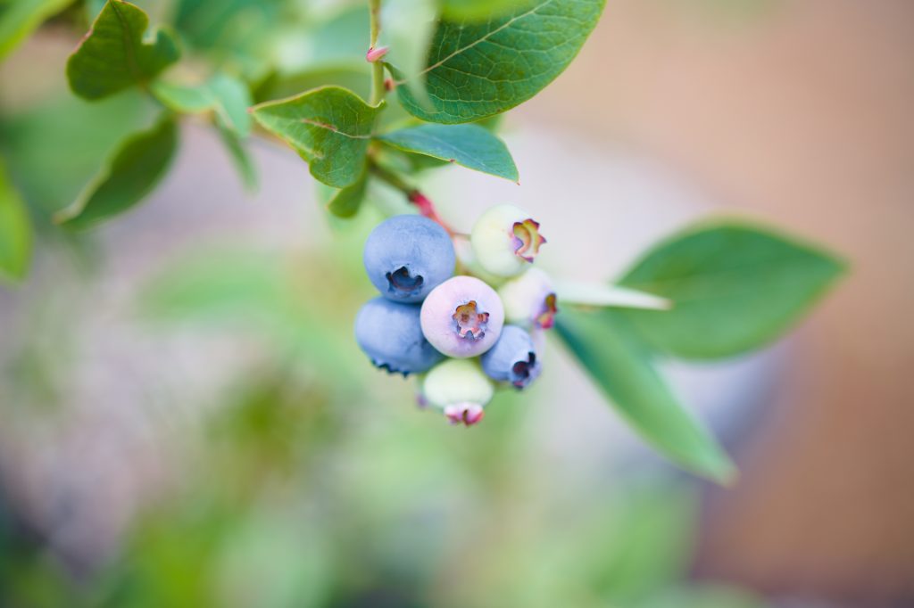 Huckleberries