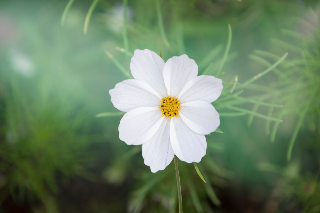 Old-Field-Asters