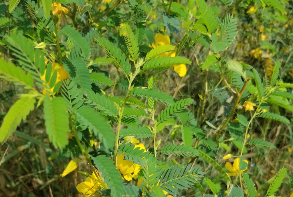 Partridge-Peas