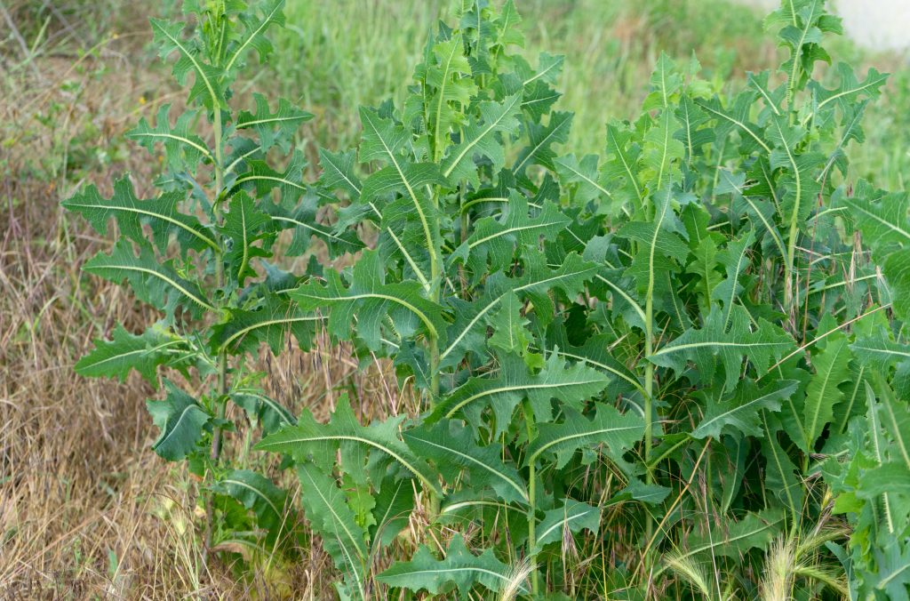 Wild-Lettuce