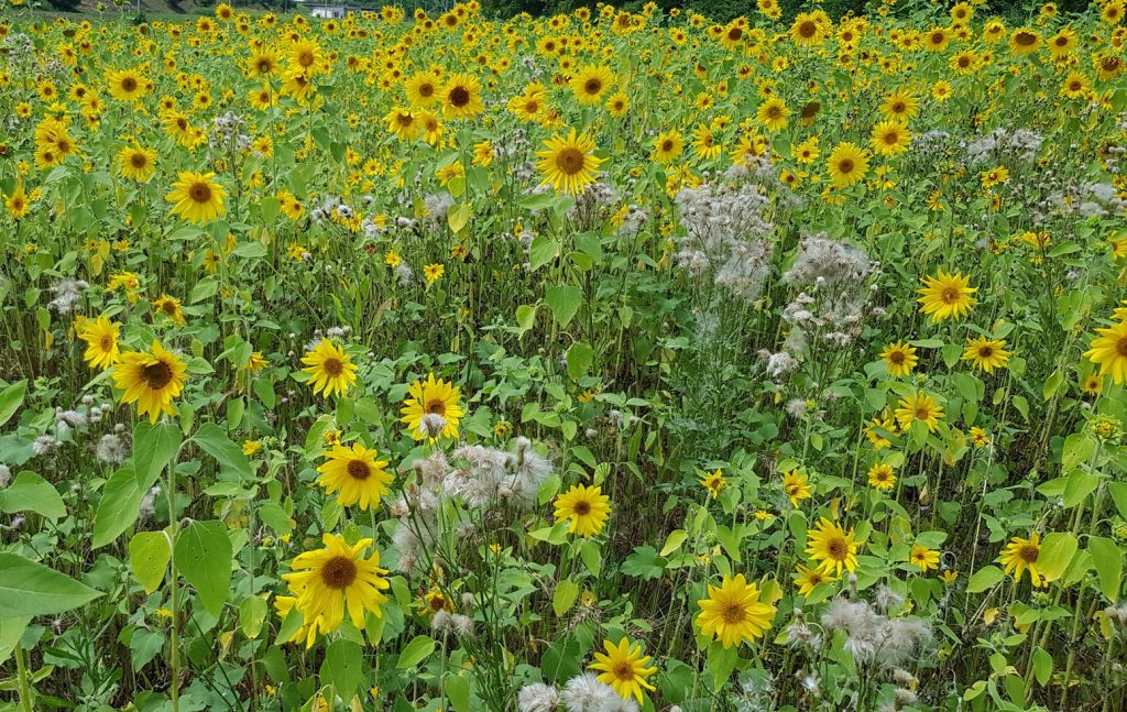 Wild-Sunflowers