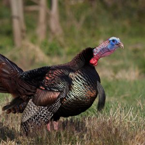 Wild Turkey Vocalizations