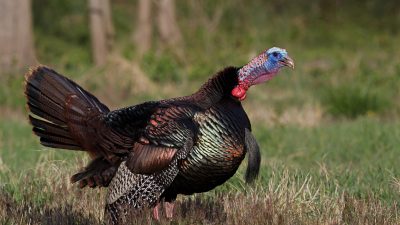 Wild Turkey Vocalizations