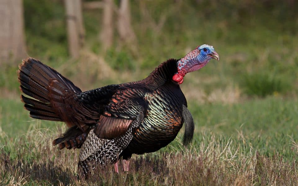 Wild Turkey Vocalizations