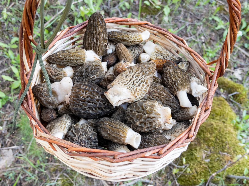 basket-full-of-morels