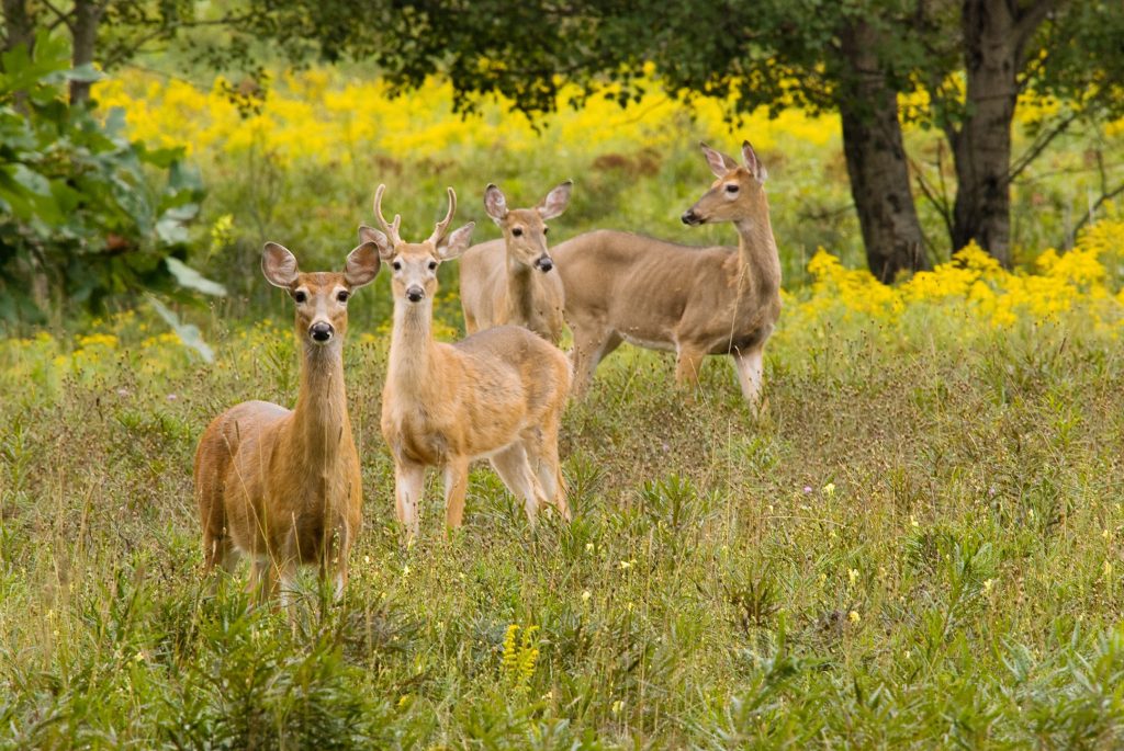 bucks and does in a field