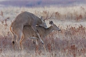 deer-breading