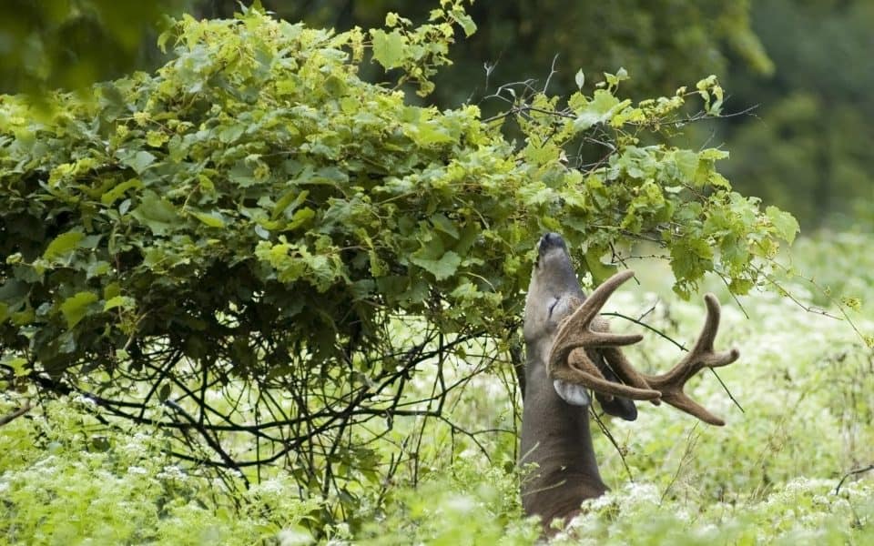 deer browsing on tree