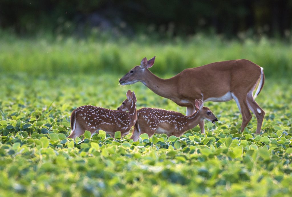 deer-in-a-food-plot