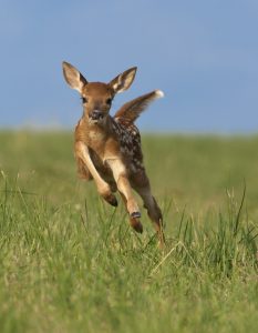 fawn