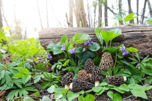 hunting morels