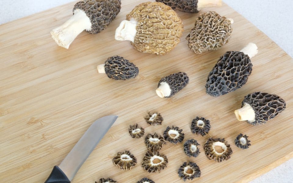 morel-mushrooms