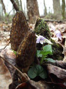 morel mushrooms growing