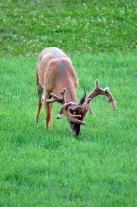 buck eating grasses