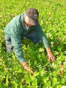 biologic food plot