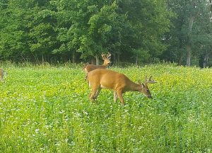 bucks-in-buckwheat