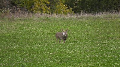 clover-food-plots