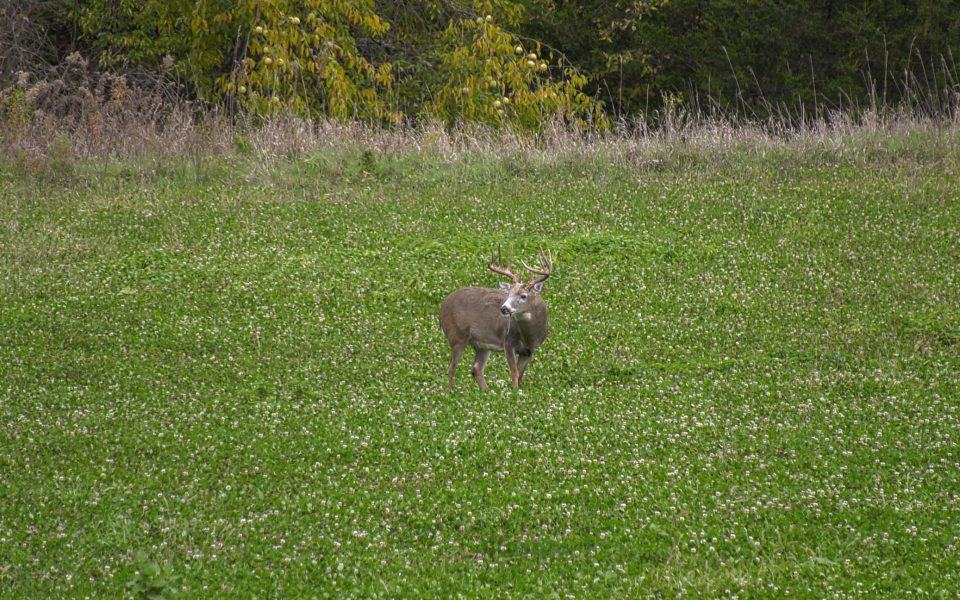 clover-food-plots