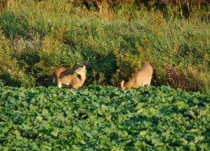 deer in brassicas