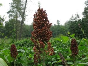 grain sorghum