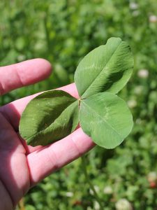 large-leaf-clover