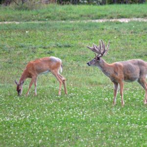 Organic Food Plot Farming