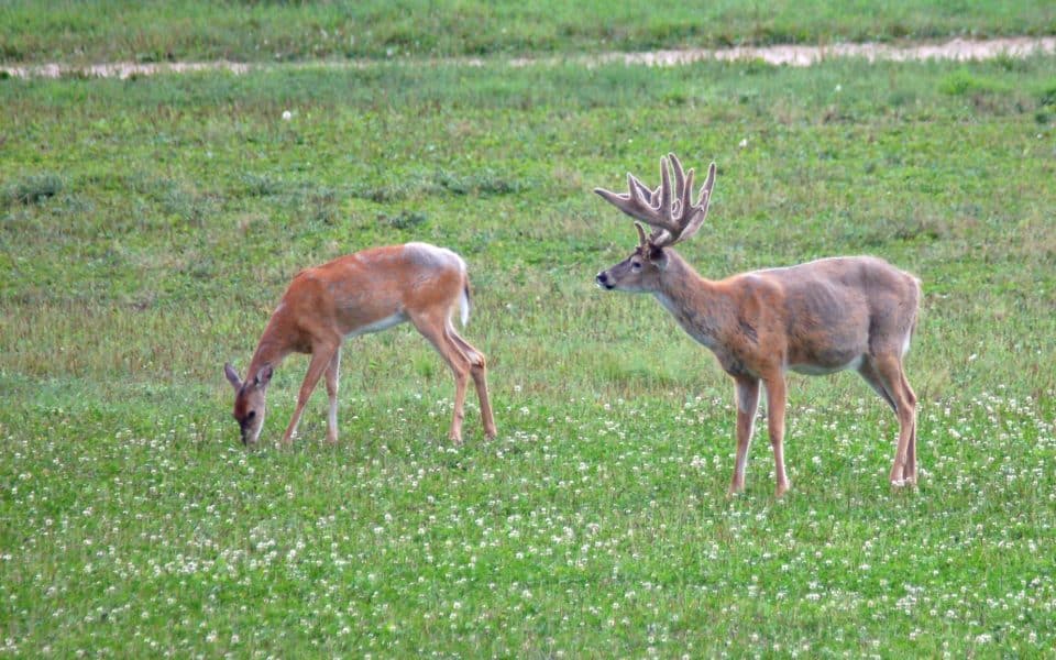 organic food plot farming