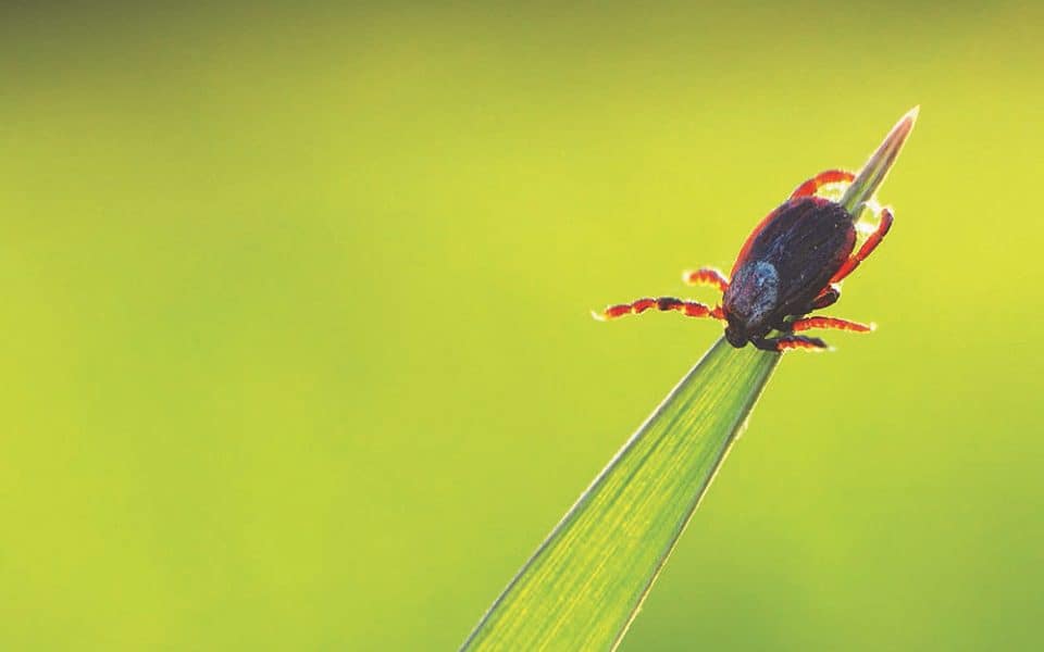 protecting yourself from tick bites