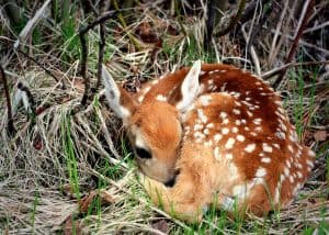 Newborn-Fawn