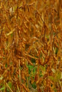 Soybeans ripe on vine