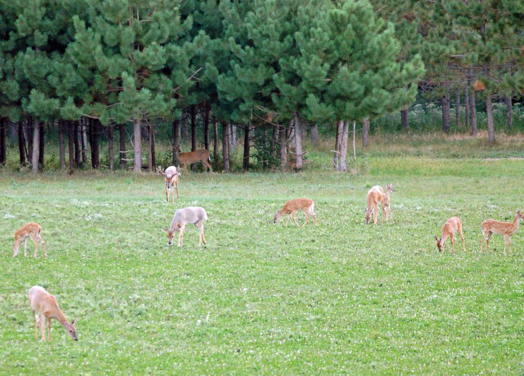 nutritional needs for whitetail is helped with a summer food plot